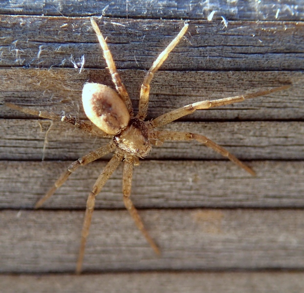 Philodromus sp. - Villorba (TV)